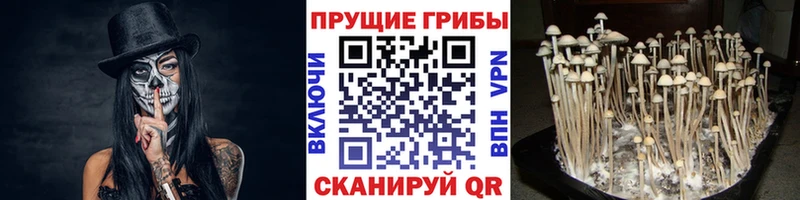 Галлюциногенные грибы Psilocybe  Купить  Очёр 